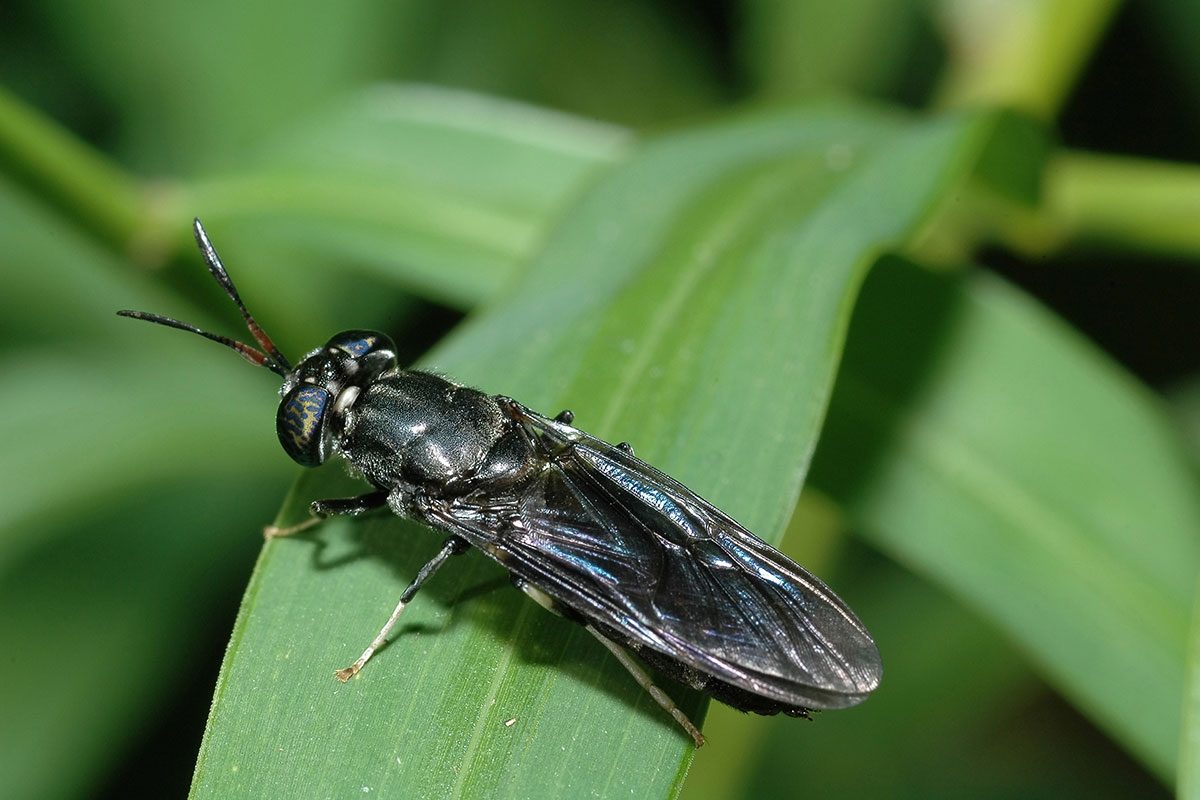 How Do You Compost With Black Soldier Fly Larvae?