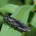 How Do You Compost With Black Soldier Fly Larvae?