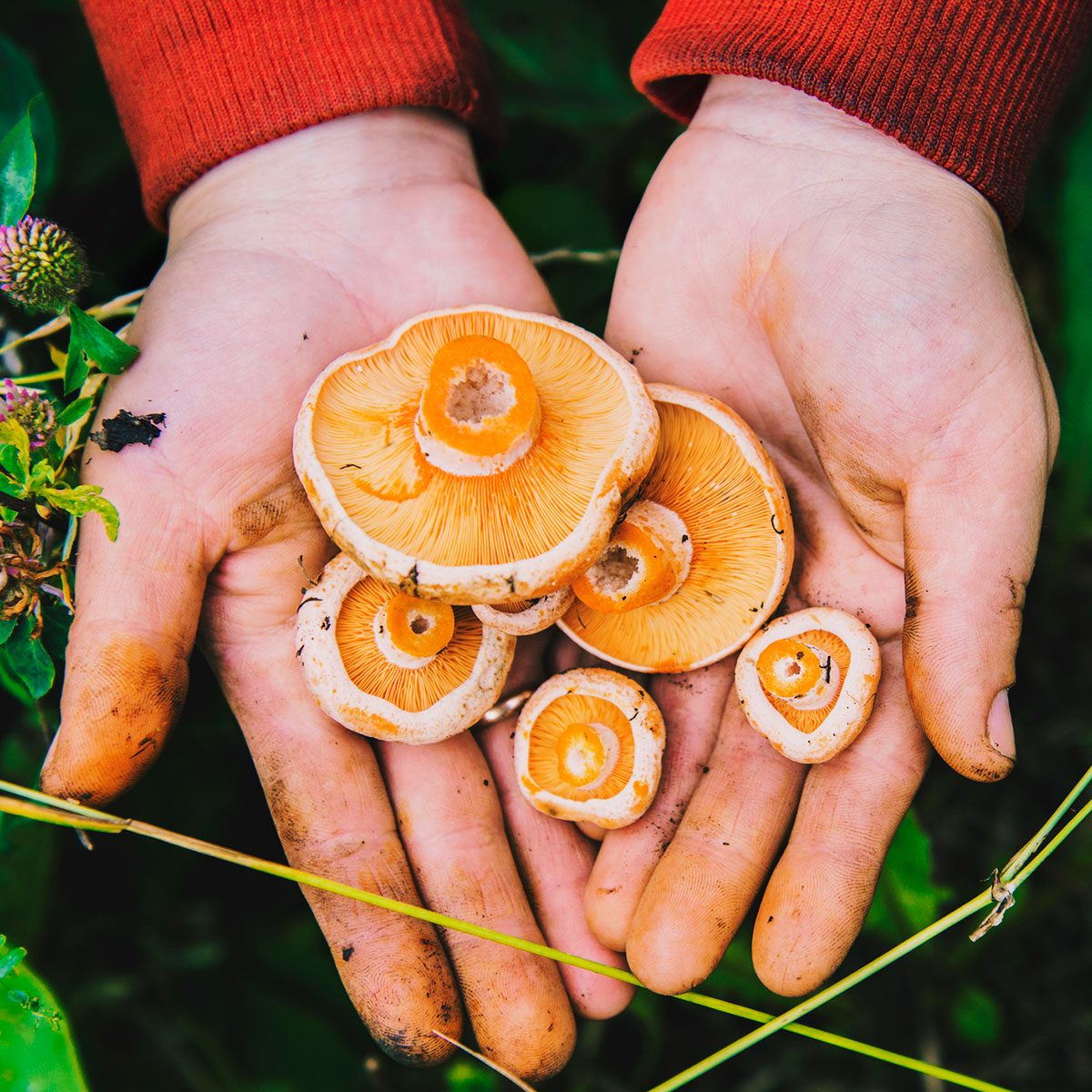 Gardener Harvesting Mushrooms In Grass