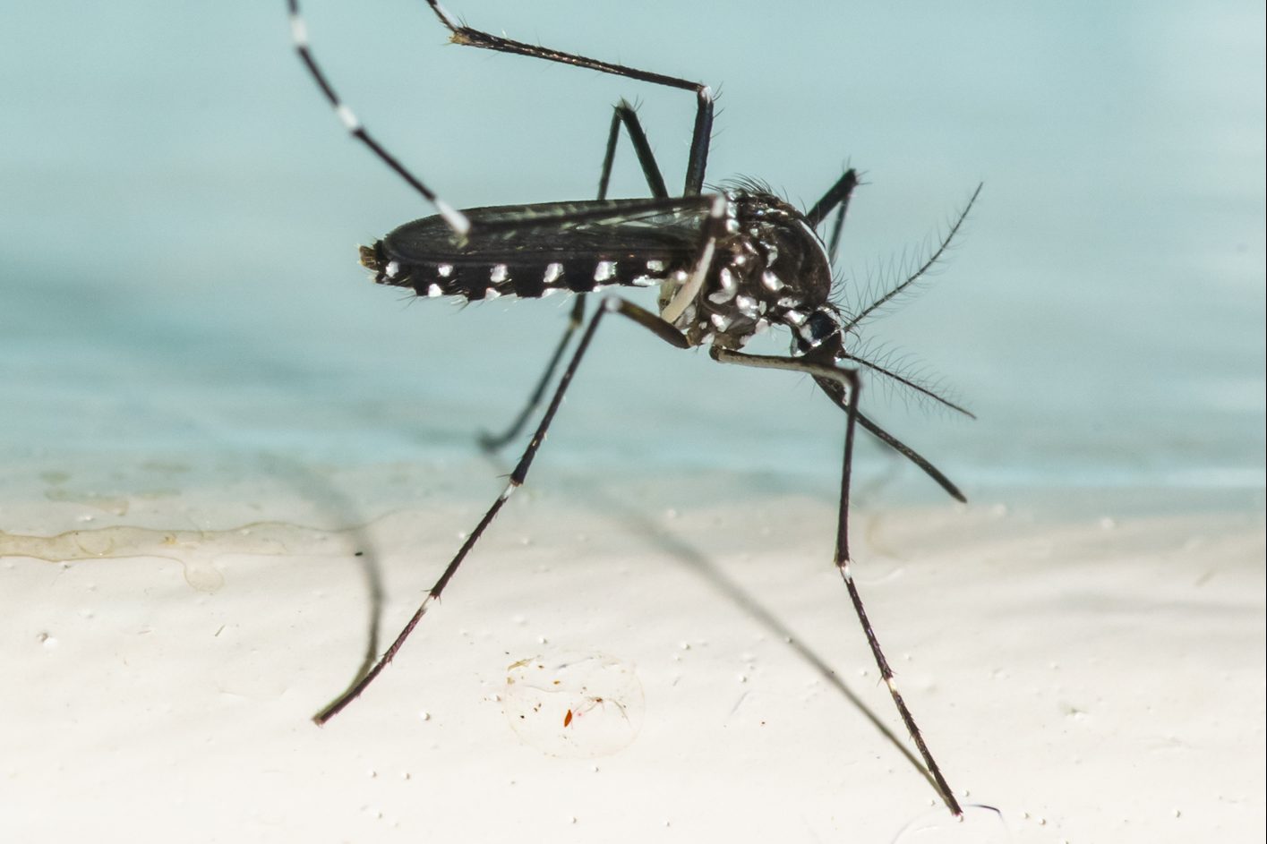 Asian Tiger Mosquito