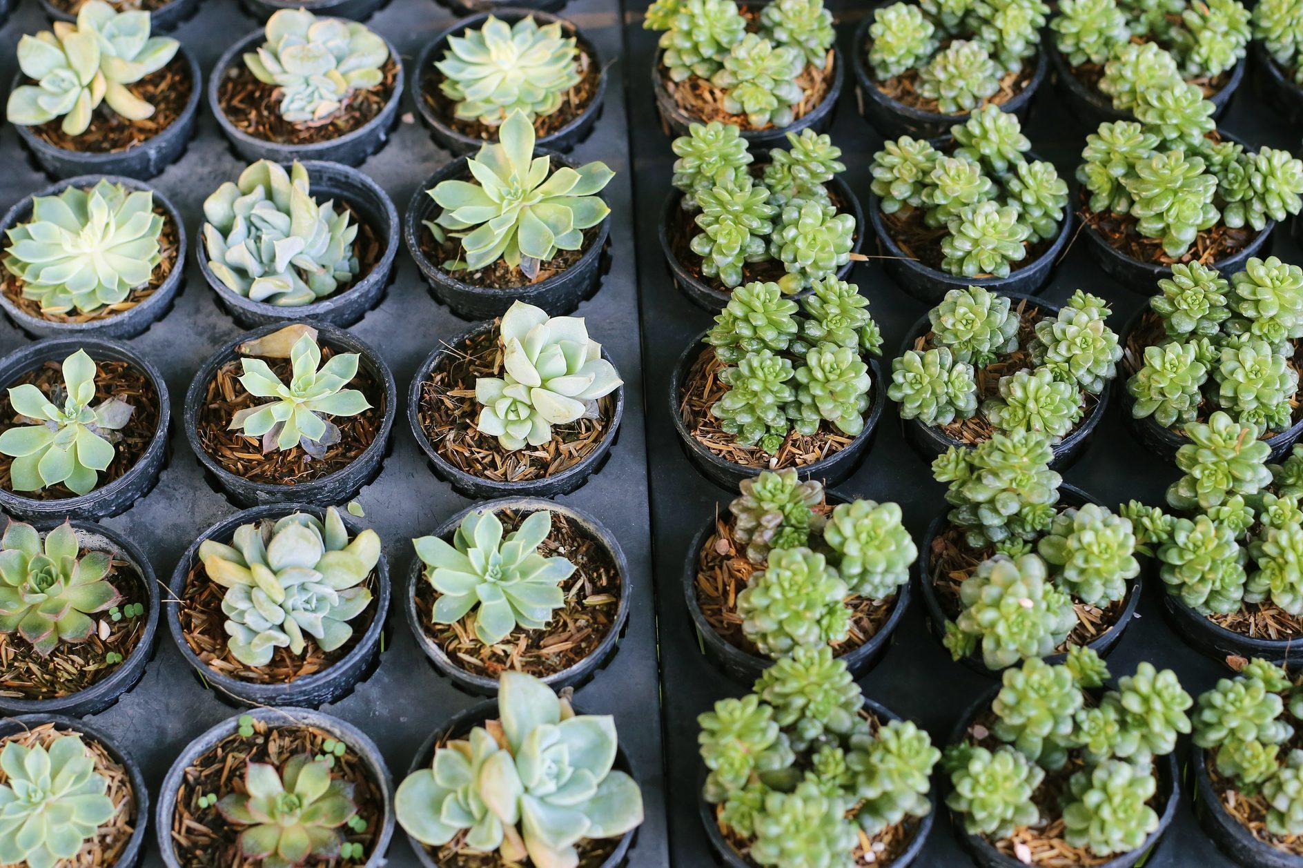 Growing Desert Rose Echeveria and Succulent Cactus in Black Plastic Tray