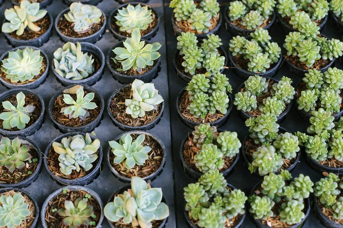 Growing Desert Rose Echeveria and Succulent Cactus in Black Plastic Tray