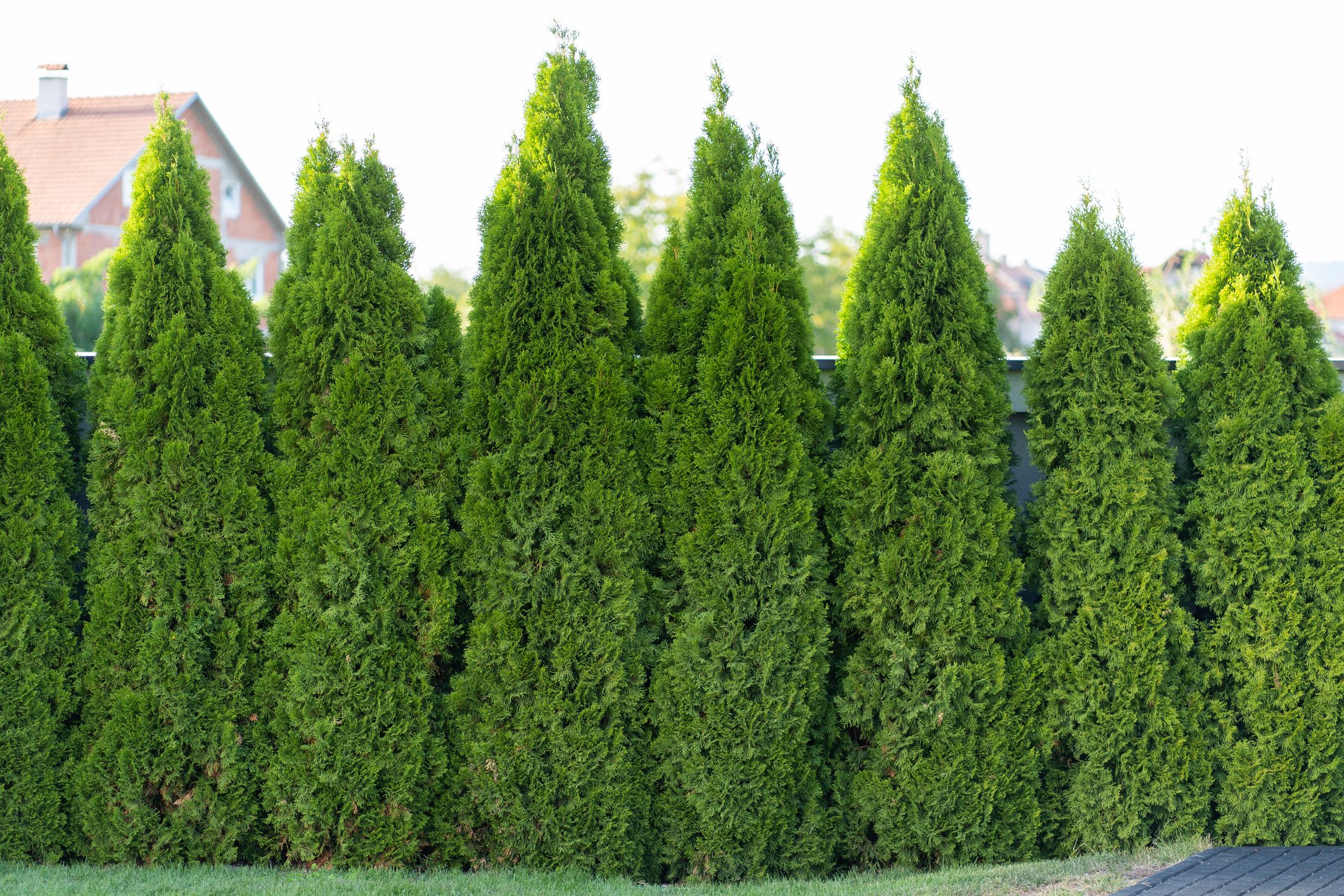 Green hedge of thuja trees