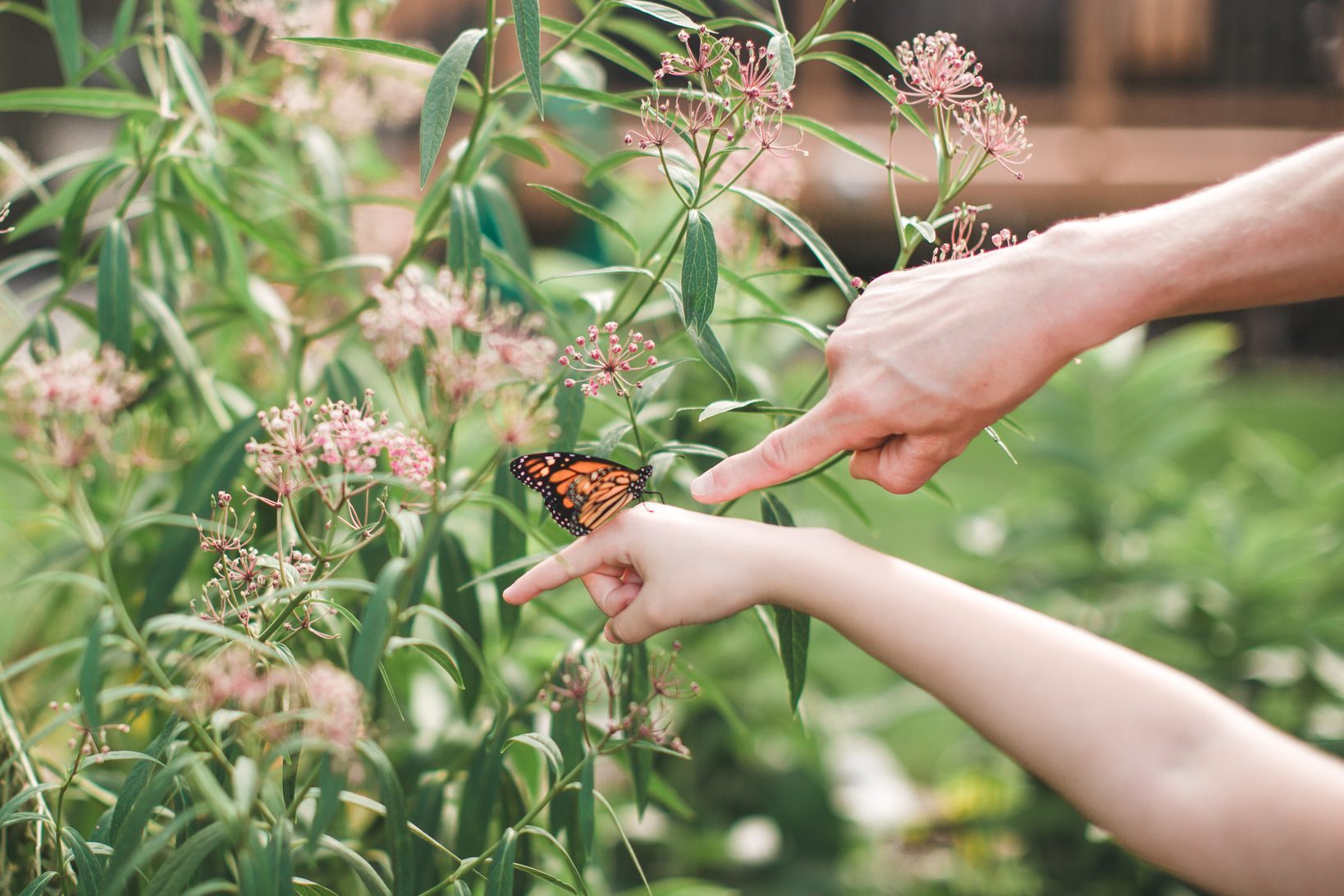 Monarch butterfly on girls hand