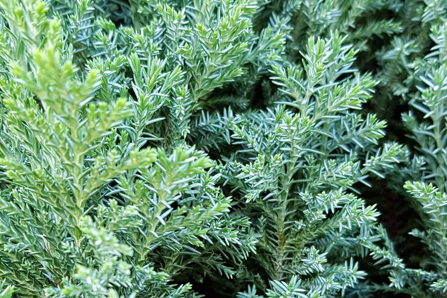 Close-up of Juniperus in the Cypress family, full frame, detail of foliage, natural green background