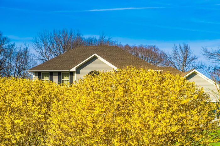 Blooming forsythia hedge on clear spring day