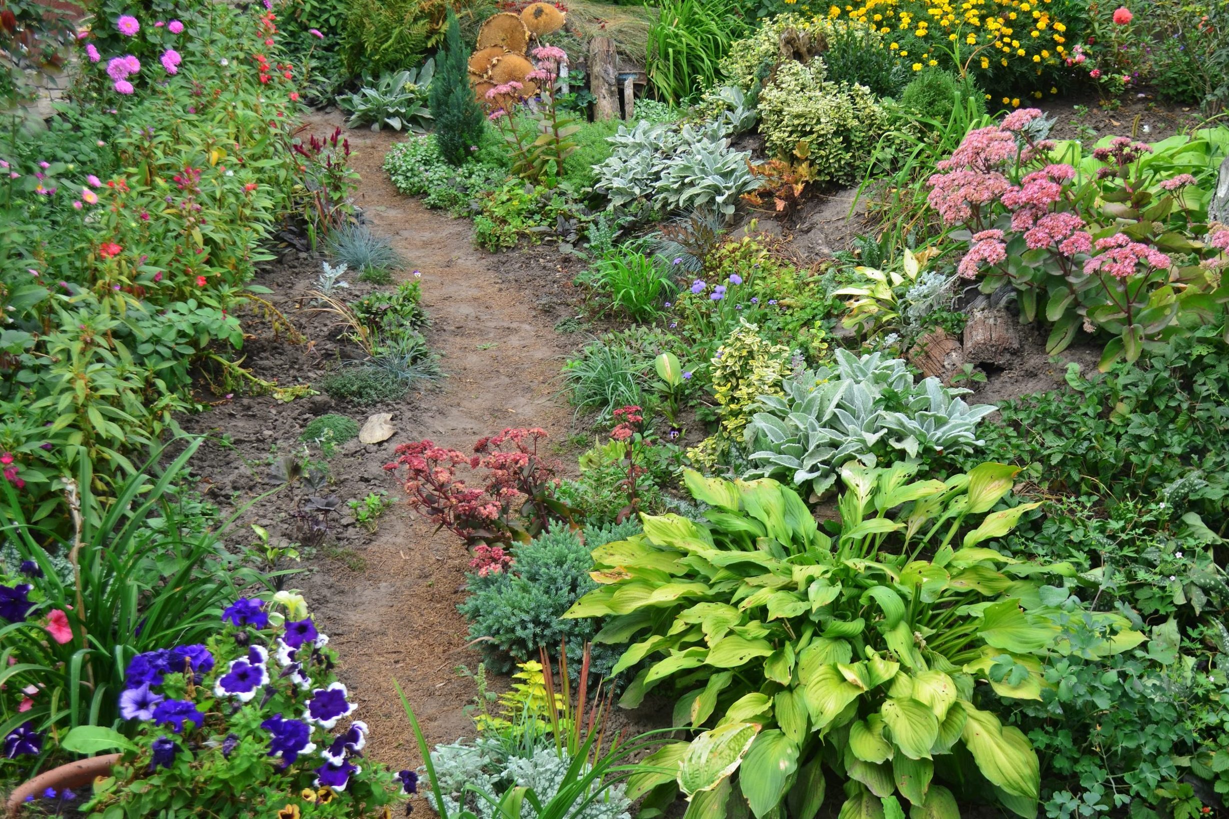 Sunny yard near modern house. Walkway in the garden lush garden. Flowerbed with colorful flowers.