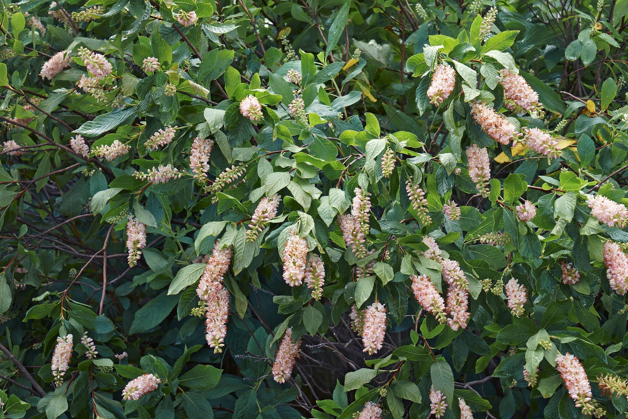 Close-up image of Summer Sweet bush in blossom