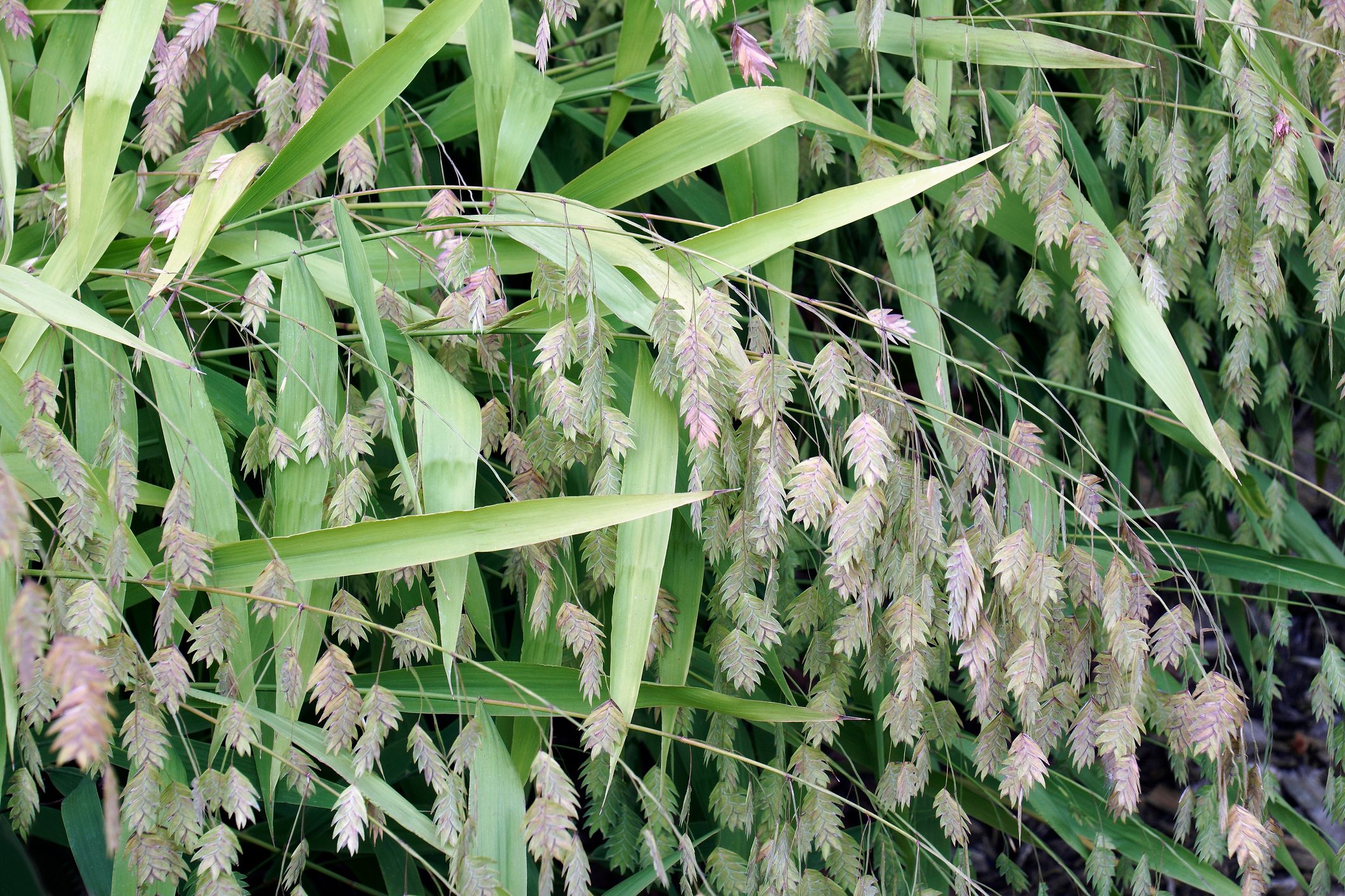 Northern Sea Oats plants