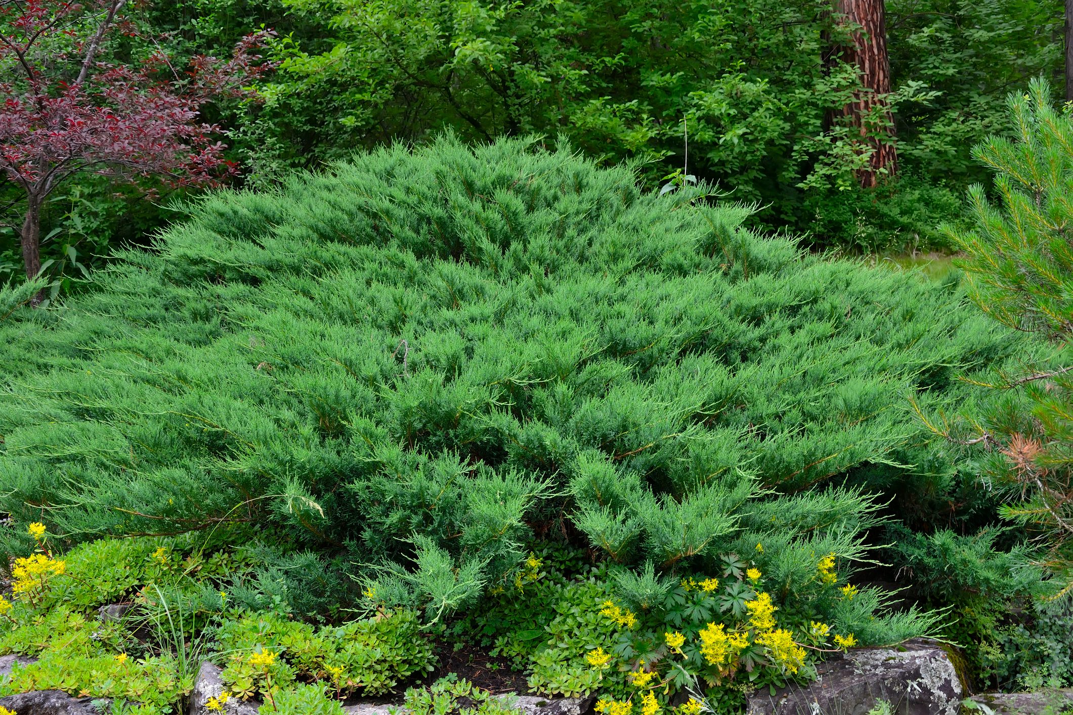 Green horisontal bush of Cossack juniper ( lat. Juniperus sabina) in rocky garden