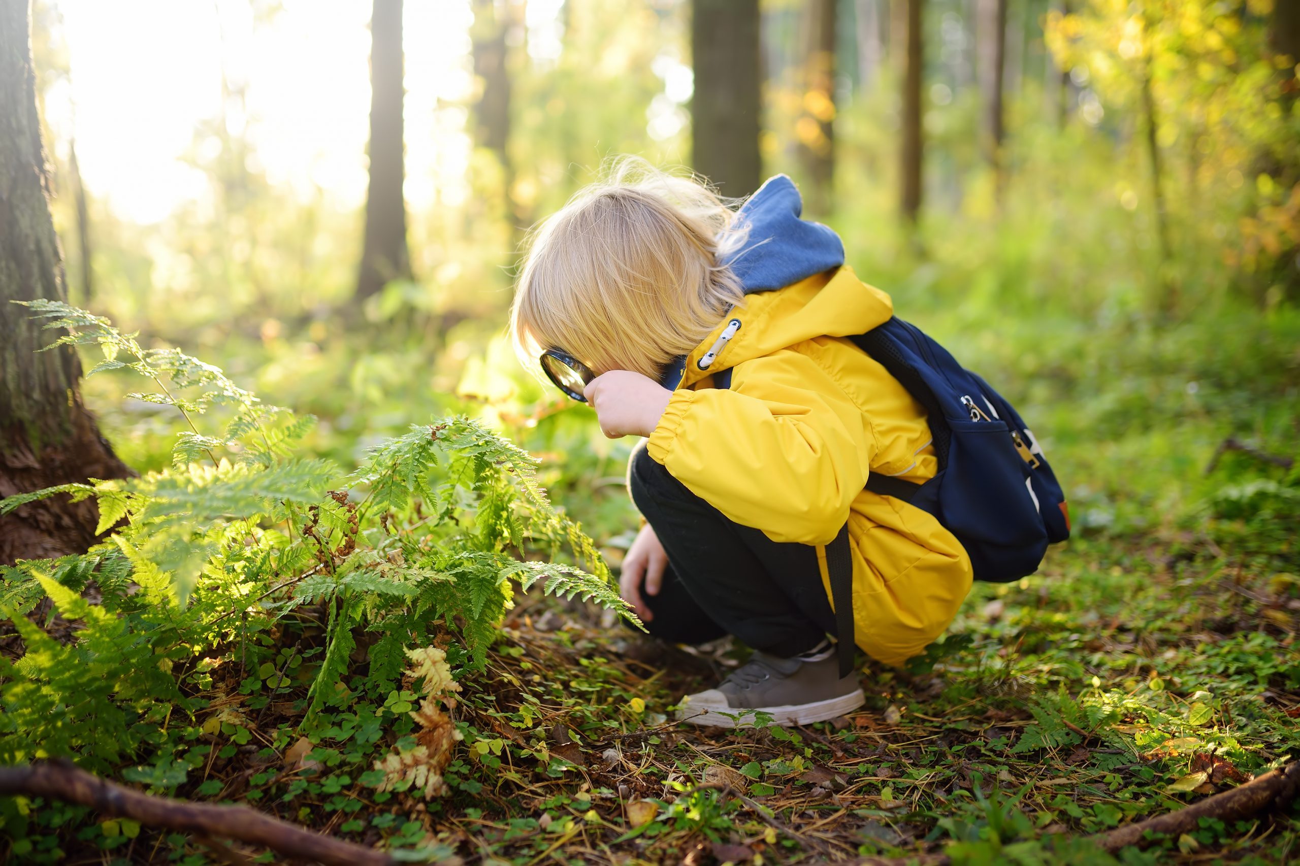 Preschooler boy is exploring nature with magnifying glass. Little child is looking on leaf of fern with magnifier. Summer vacation for inquisitive kids in forest. Hiking.