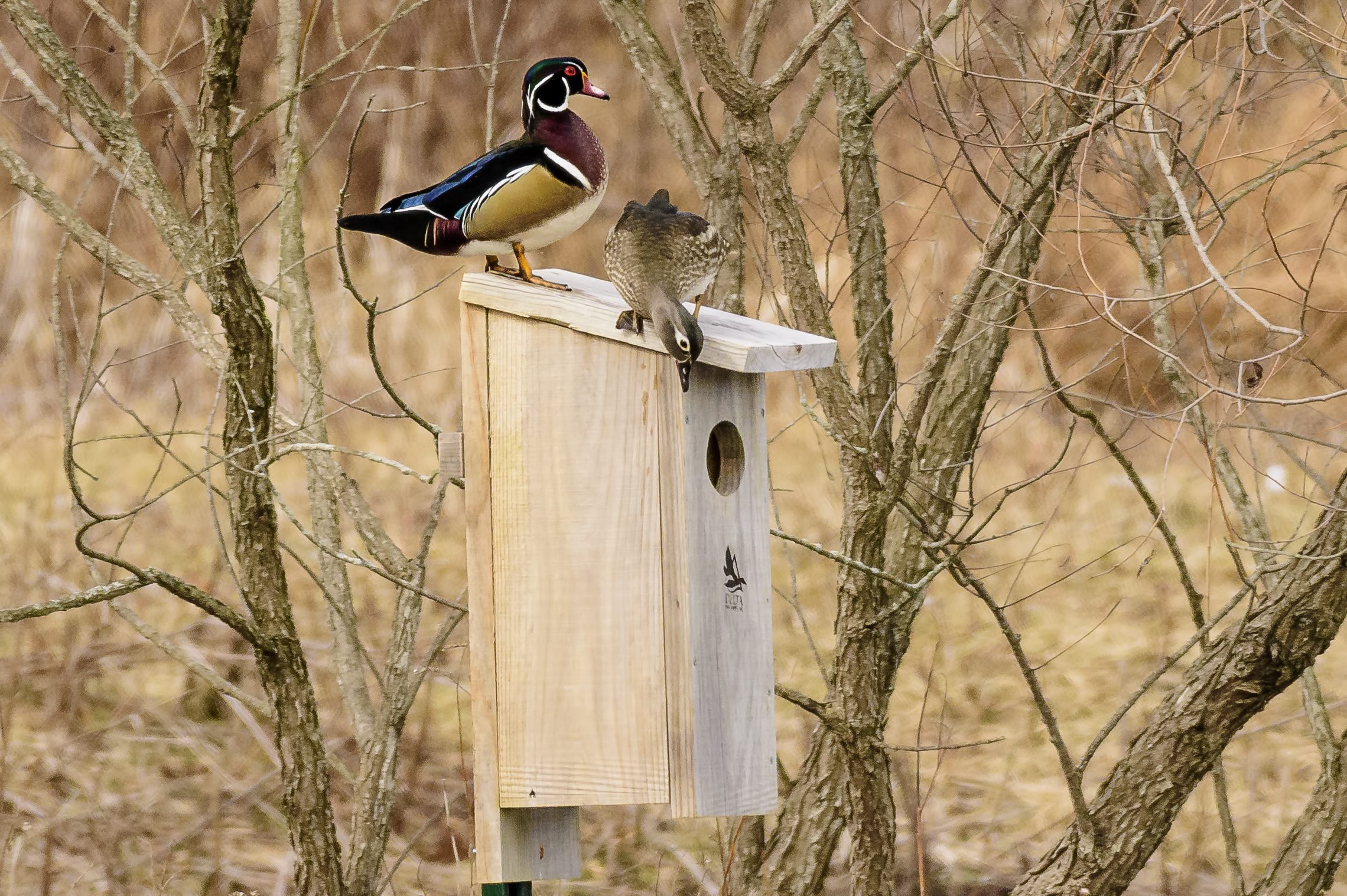 Wood Duck pair looming at a nesting box