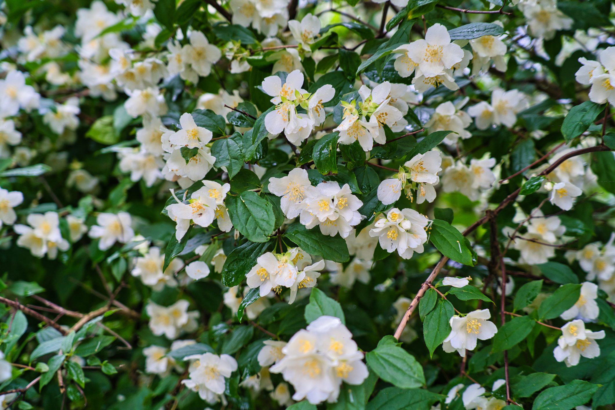 Philadelphus coronarius