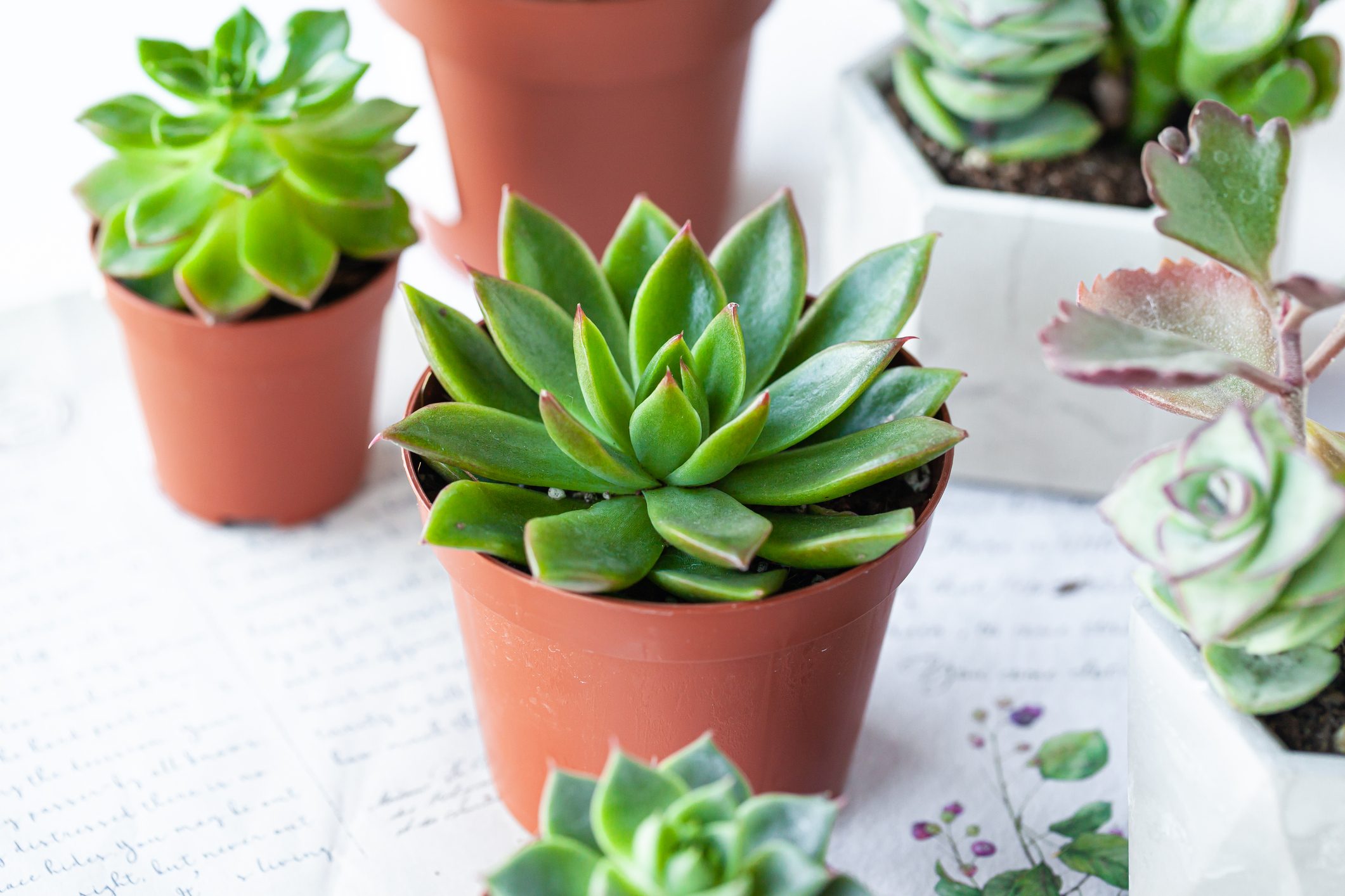 Mix of different Echeveria Succulent house plant pots. Concept of home gardening, hobby, leisure. White wooden background. Close up, macro