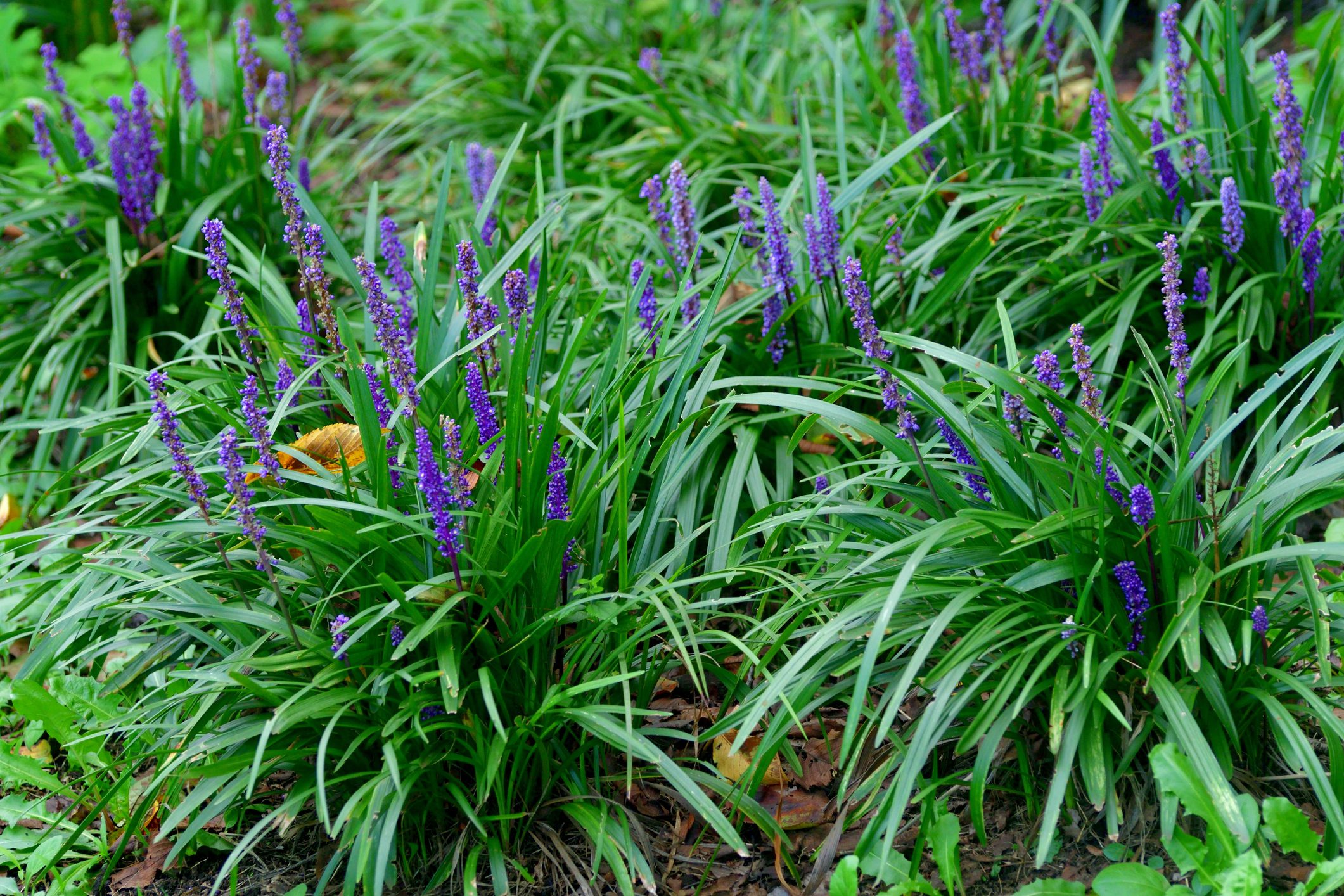 Liriope muscari / Lilyturf / Monkey Grass Flower