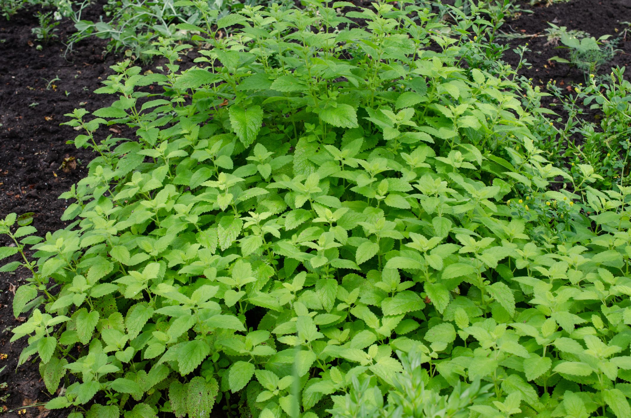 Green Leaves of Melissa Officinalis - lemon balm in garden