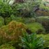 What To Know About Moss Gardens