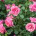 How To Grow a Rose Bush