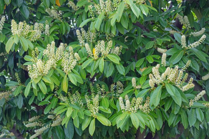 Springtime. Cherry laurel tree ( Prunus laurocerasus ) in bloom. Foliage and flowers. Montenegro
