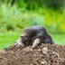 How To Get Rid of Moles in Your Yard