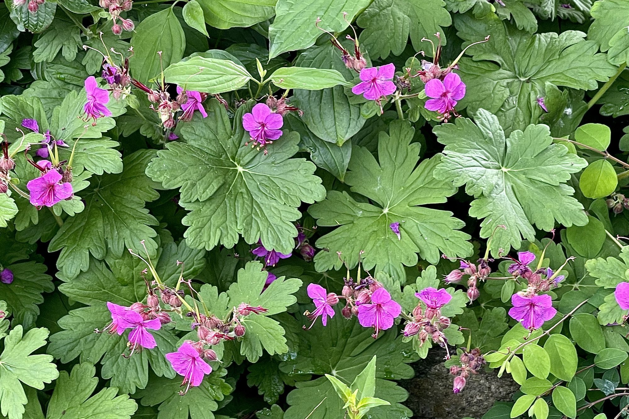 Bigfoot Geranium (Geranium macrorrhizum) with purple flower in close up.