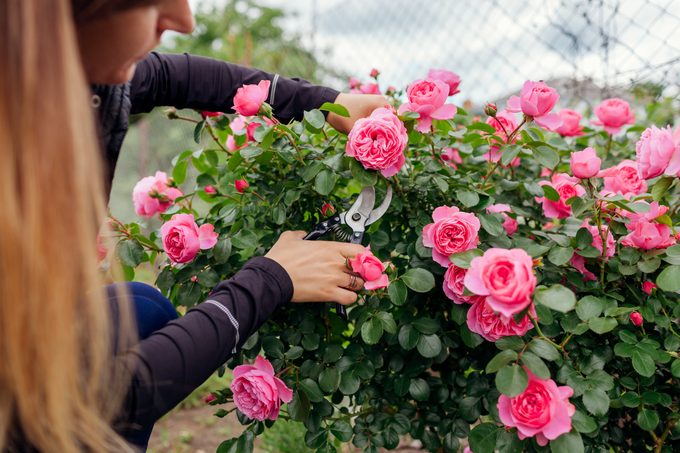 woman running a pink rose bush