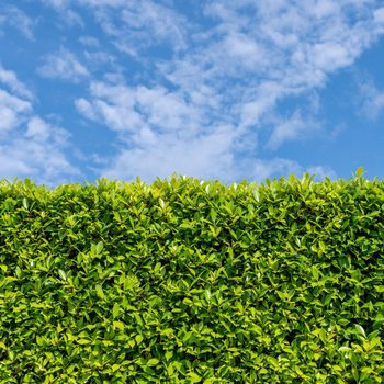 Bush fence and sunny sky , background