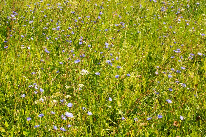 summer field with grass and wildflowers , Belarus