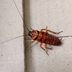 Homeowner's Guide to Cockroach Pest Control