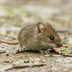 Everything to Know About House Mice