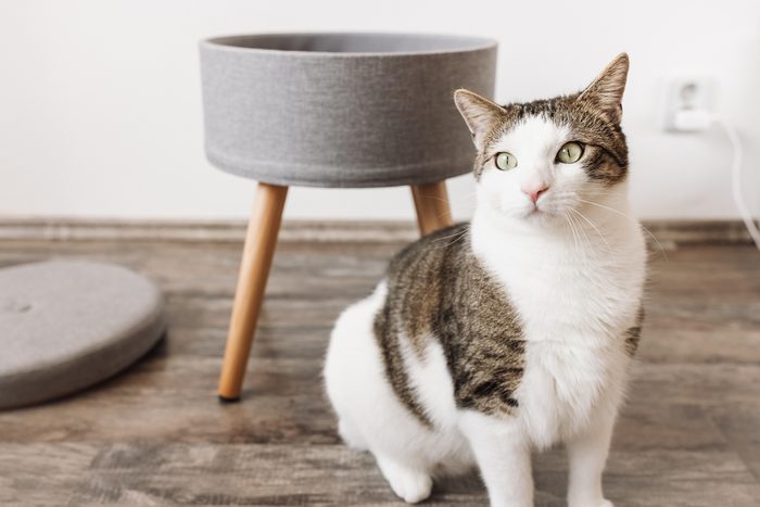 Domestic cat and gray storage stool. Round gray linen pouffe