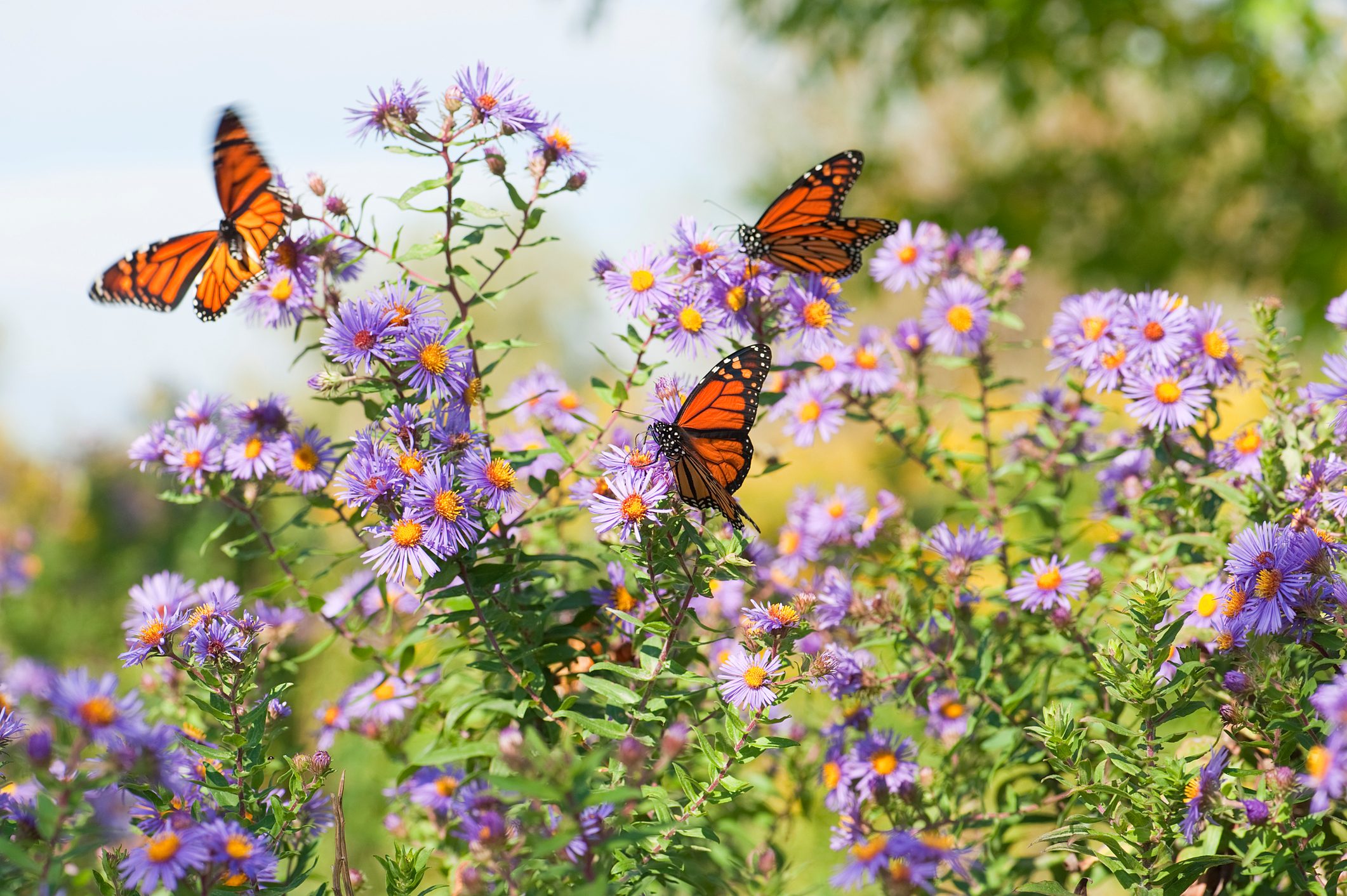 How To Certify Your Yard as a Wildlife Refuge