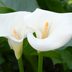 How To Grow Calla Lilies