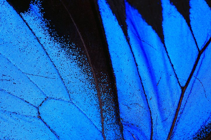 Blue Morpho Butterfly Wing Macro Close Up