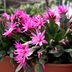 How To Grow and Care for an Easter Cactus