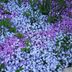 10 Ground Cover Plants for Full Sun