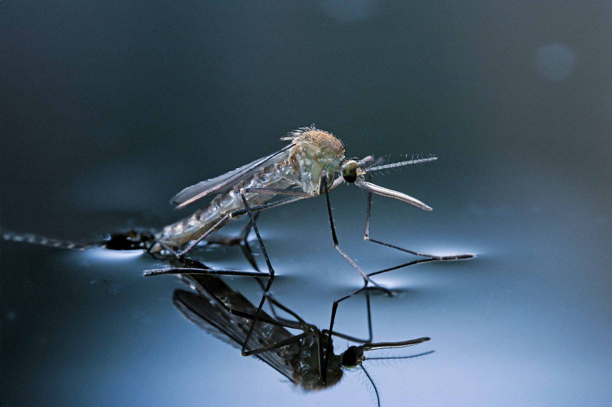 Culex pipiens (common house mosquito) - emerging (d10)