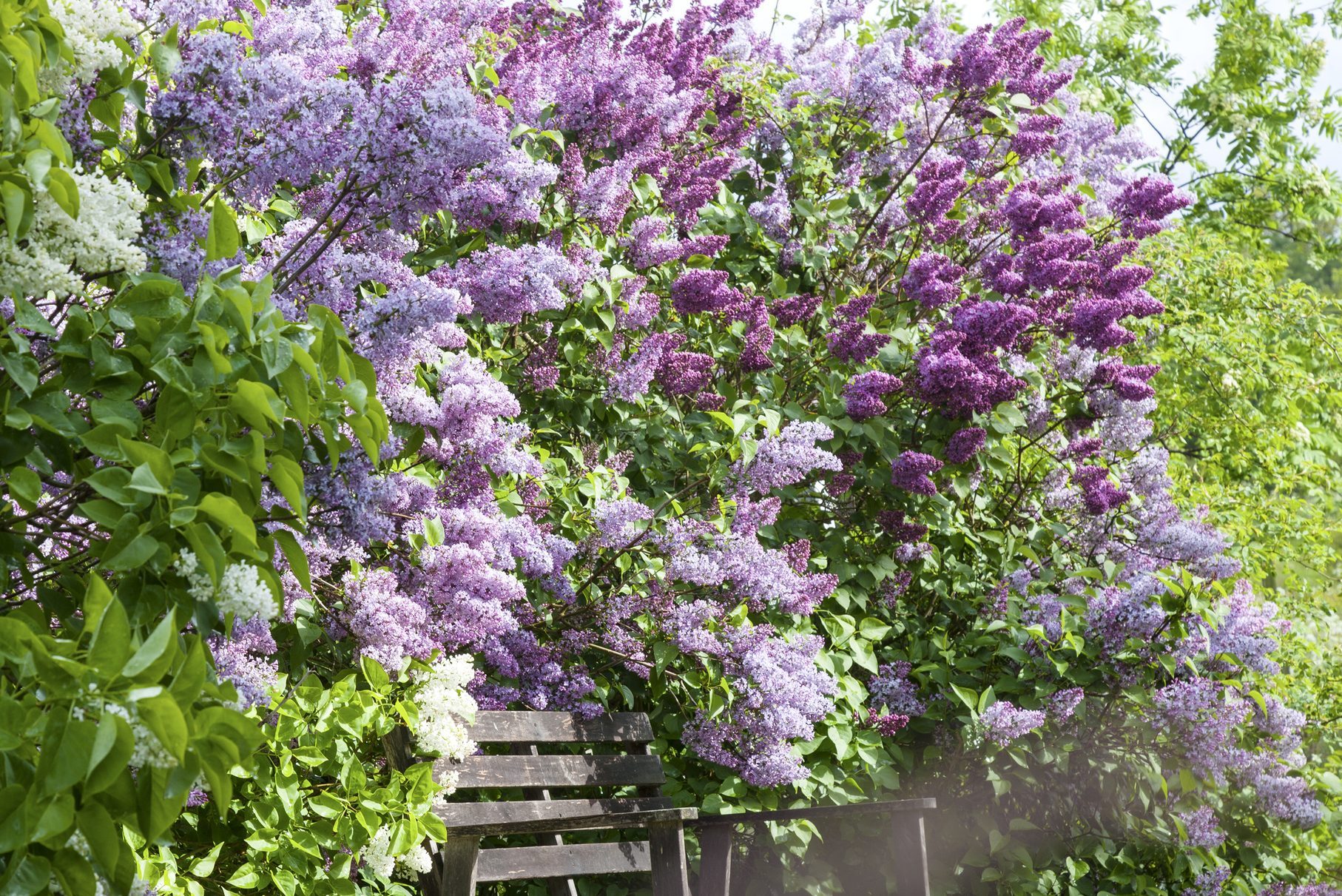 Wooden bench near flowering lilacs