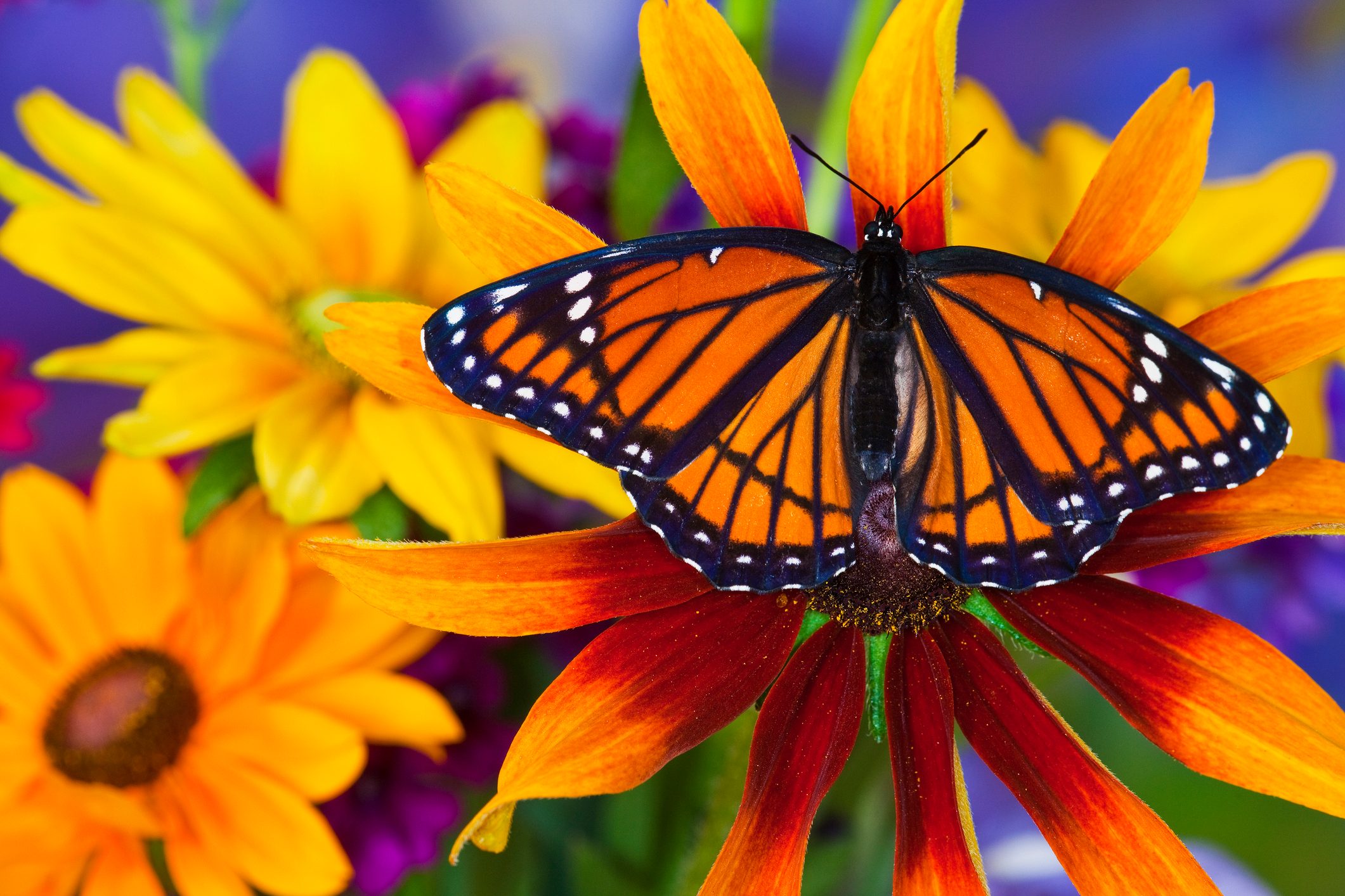 This New Energy-Saving Paint Was Inspired by Butterflies