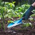 Plant Food vs. Fertilizer: What's the Difference?