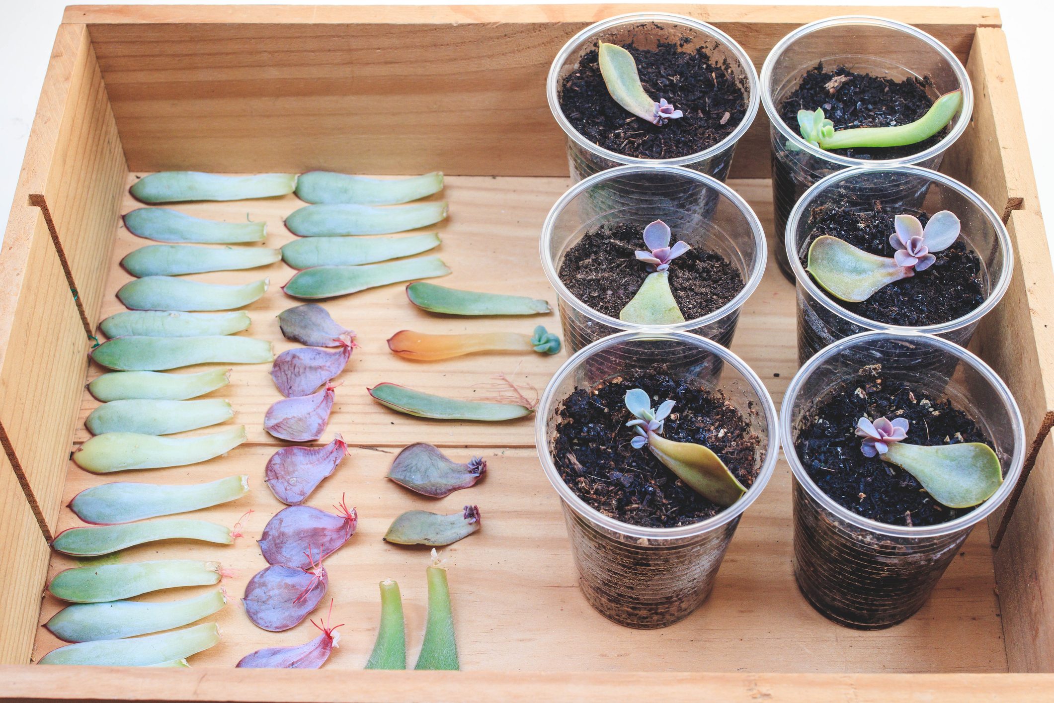 Reproduction of succulents by leaves.