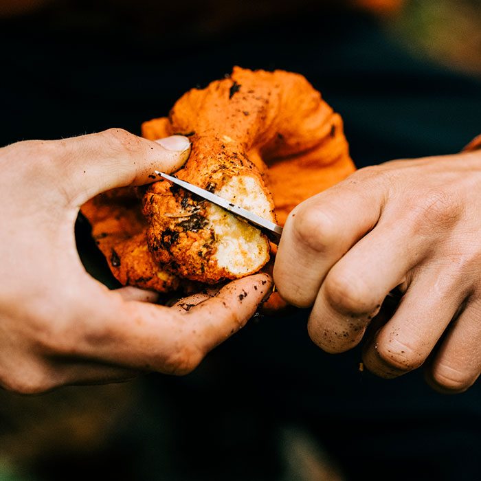 Close Up Of A Person Cutting Into An Oyster Mushroom