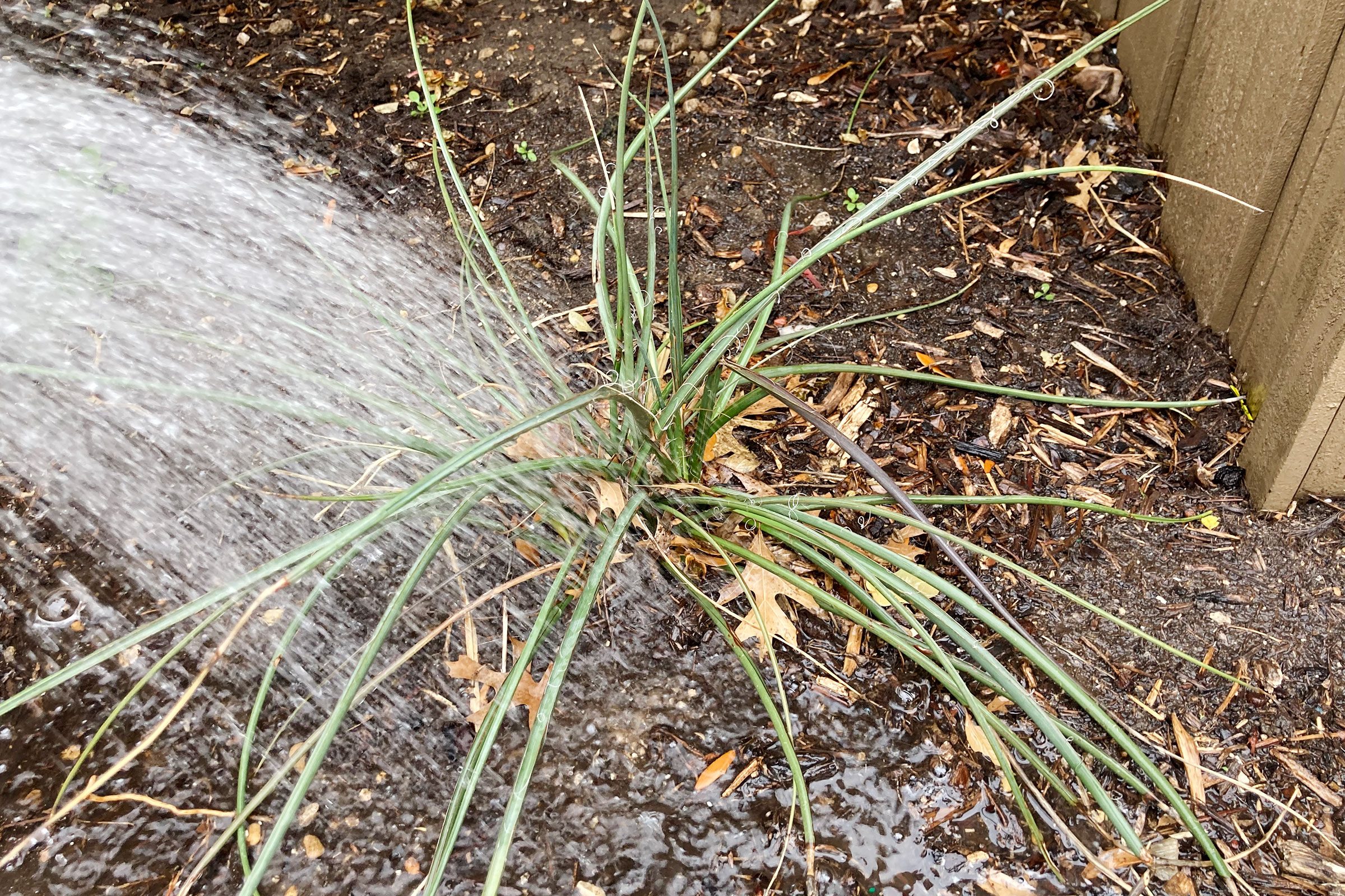 hose down plants