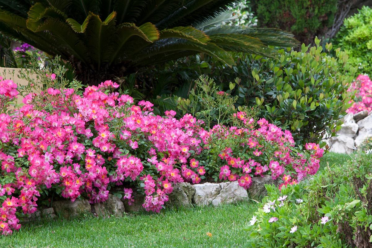 Pink Drift Groundcover Rose Star Roses And Plants Photo Courtesy Of Star Roses And Plants