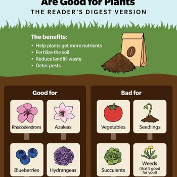 Why Coffee Grounds Are Good For Plants Infographic Gettyimages10