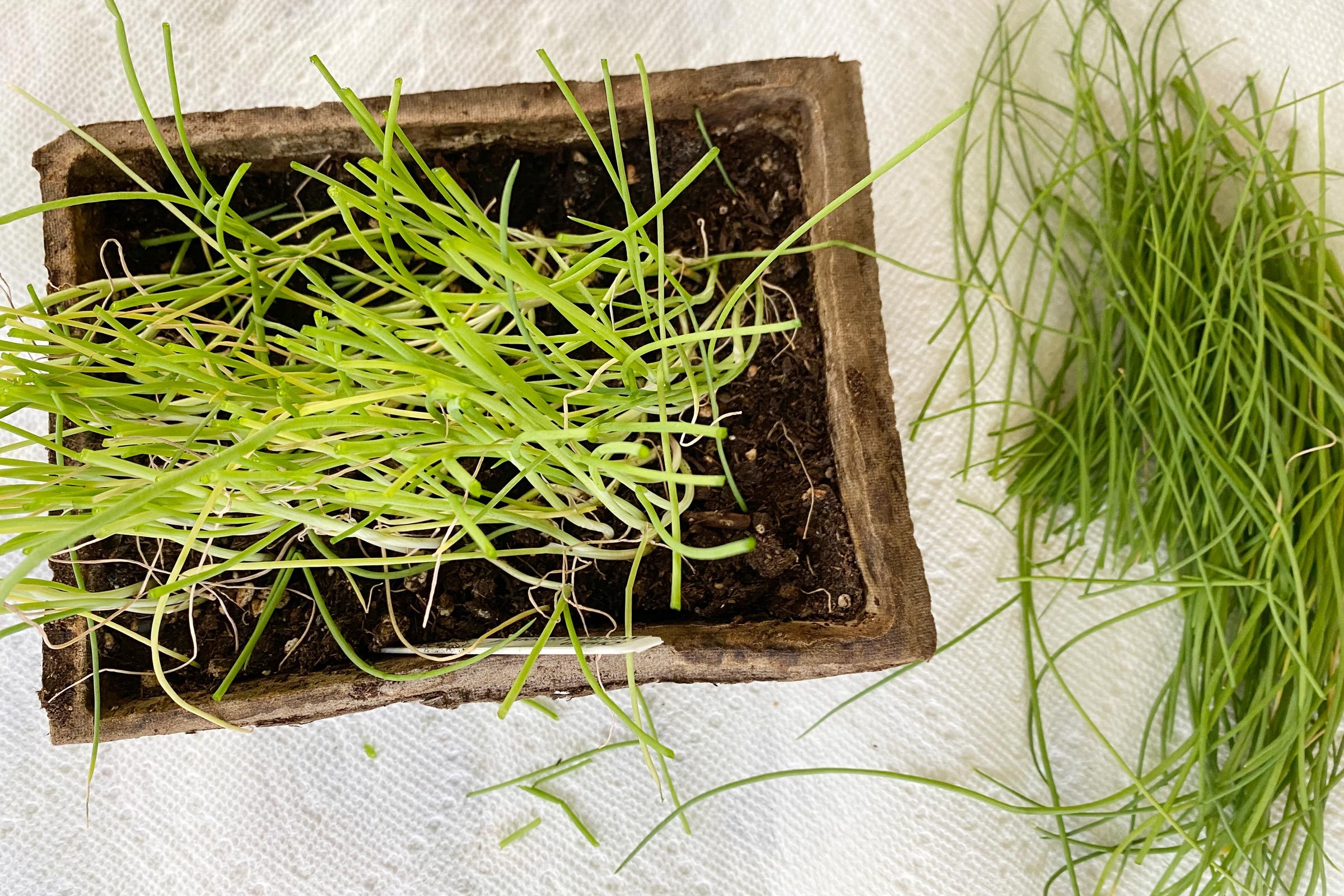 onion seedlings with trimmings next to them.