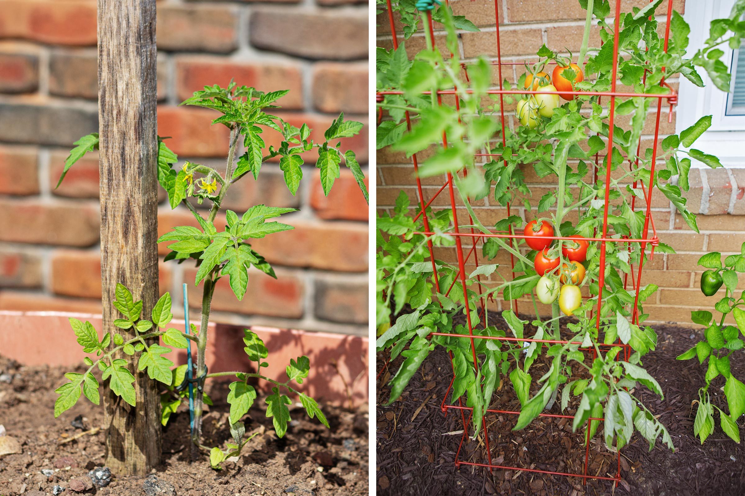 side by side of a tomato plant with a stake and a tomato plant with a cage