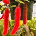 If You See This Red Fuzzy Plant, This Is What It Is