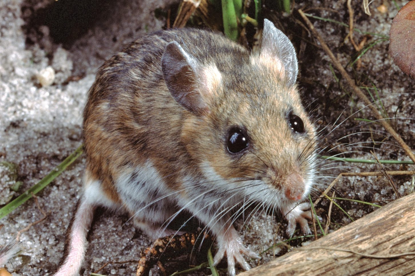 White-Footed Mouse (Peromyscus Leucopus)