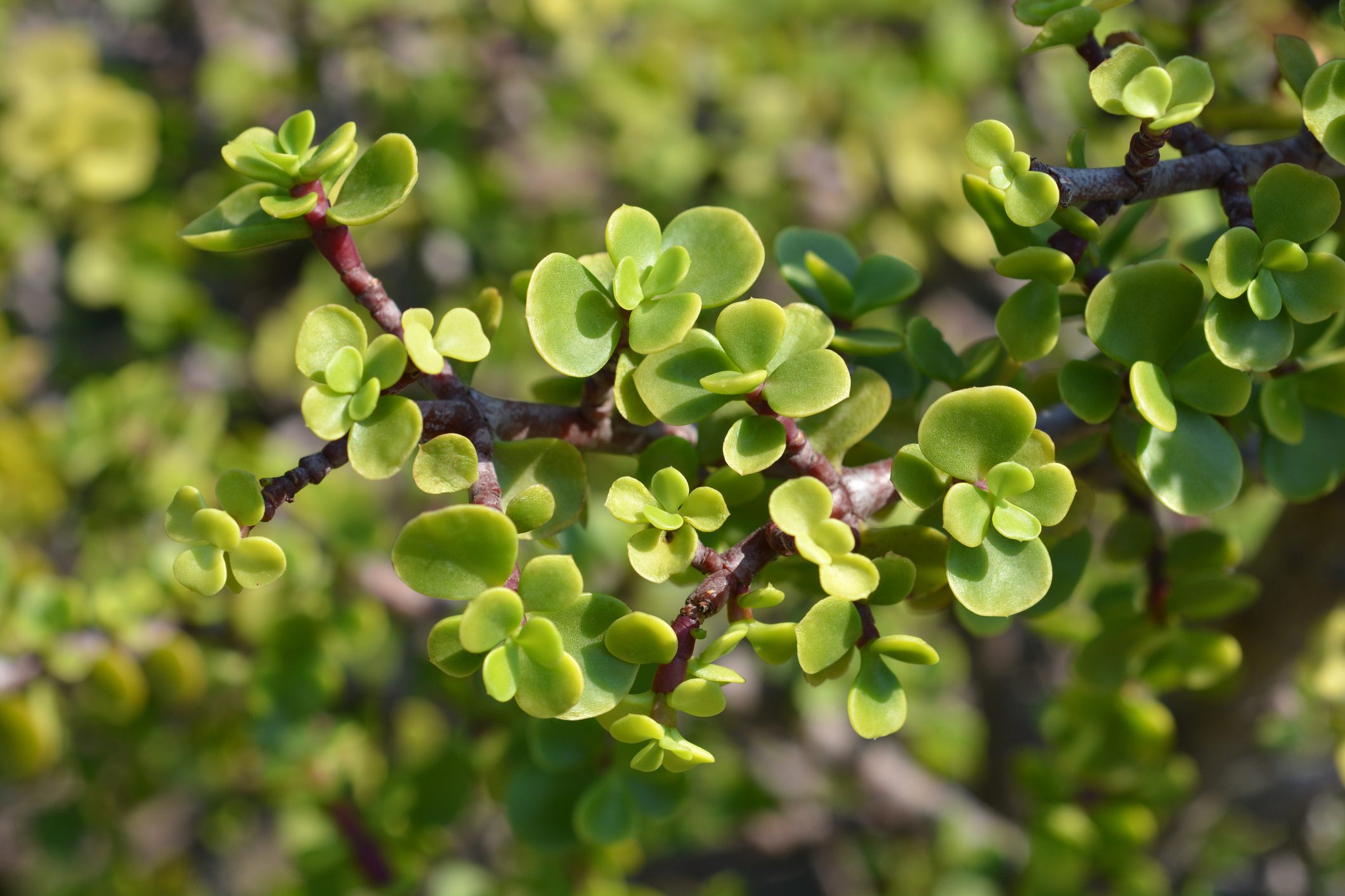 Elephant bush